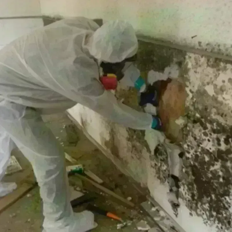 Mold Remediation and Removal in Rockdale, IL